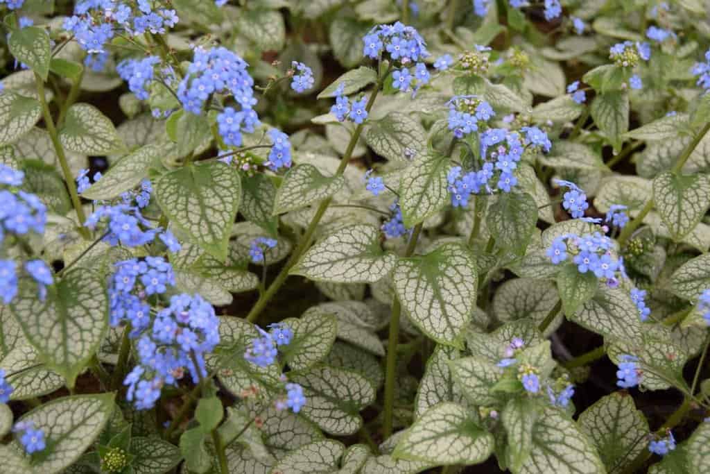 Brunnera macrophylla 'Jack Frost' ® ---